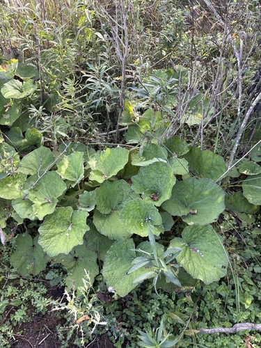 colt's-foot