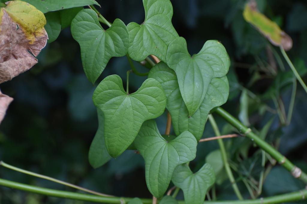 Dioscorea polystachya; photograph (c) Ryan Watson, some rights reserved (CC BY)