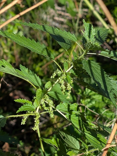 slender stinging nettle