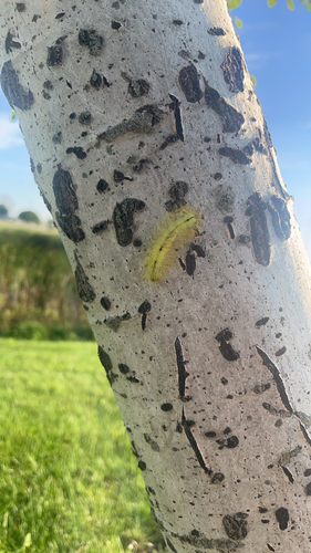 Cottonwood Dagger