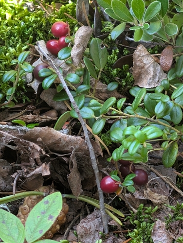Lingonberry