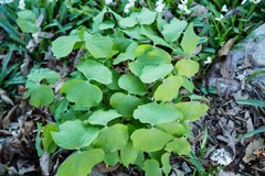 Jeffersonia diphylla