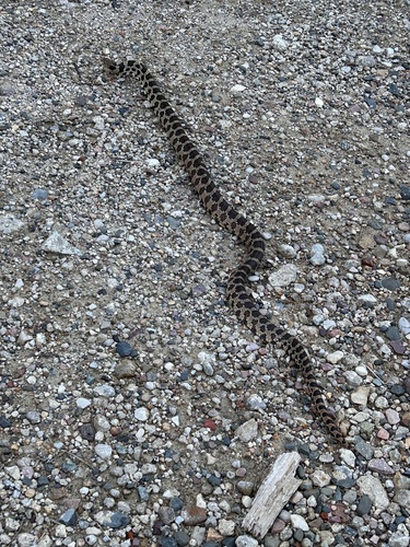Western Foxsnake