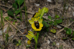 Ophrys lutea lutea