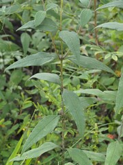 Helianthus strumosus, photograph (c) carter, some rights reserved (CC BY)