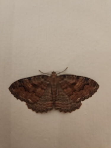 Tissue Moth