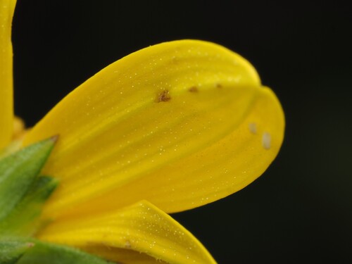 Helianthus strumosus, photograph 3
