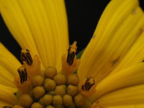 Helianthus strumosus, photograph 2