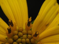 Helianthus strumosus, photograph (c) carter, some rights reserved (CC BY)
