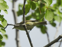 Vireo gilvus
