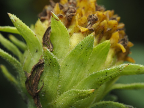 Helianthus strumosus, photograph 4