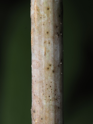 Helianthus strumosus, photograph 6
