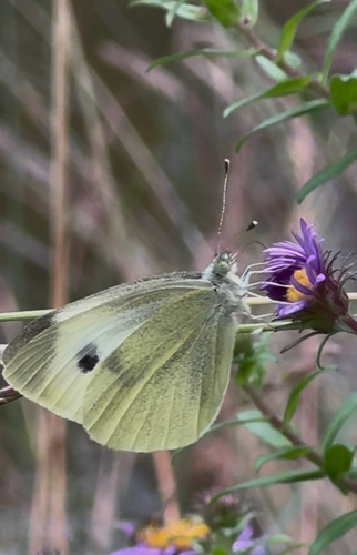 Small White