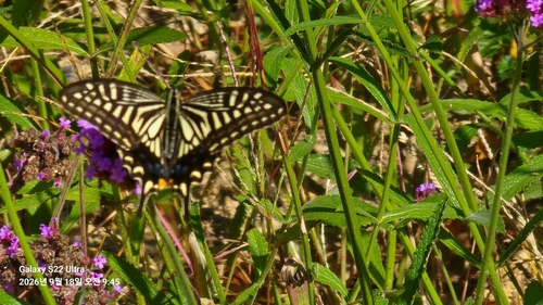 Chinese Yellow Swallowtail