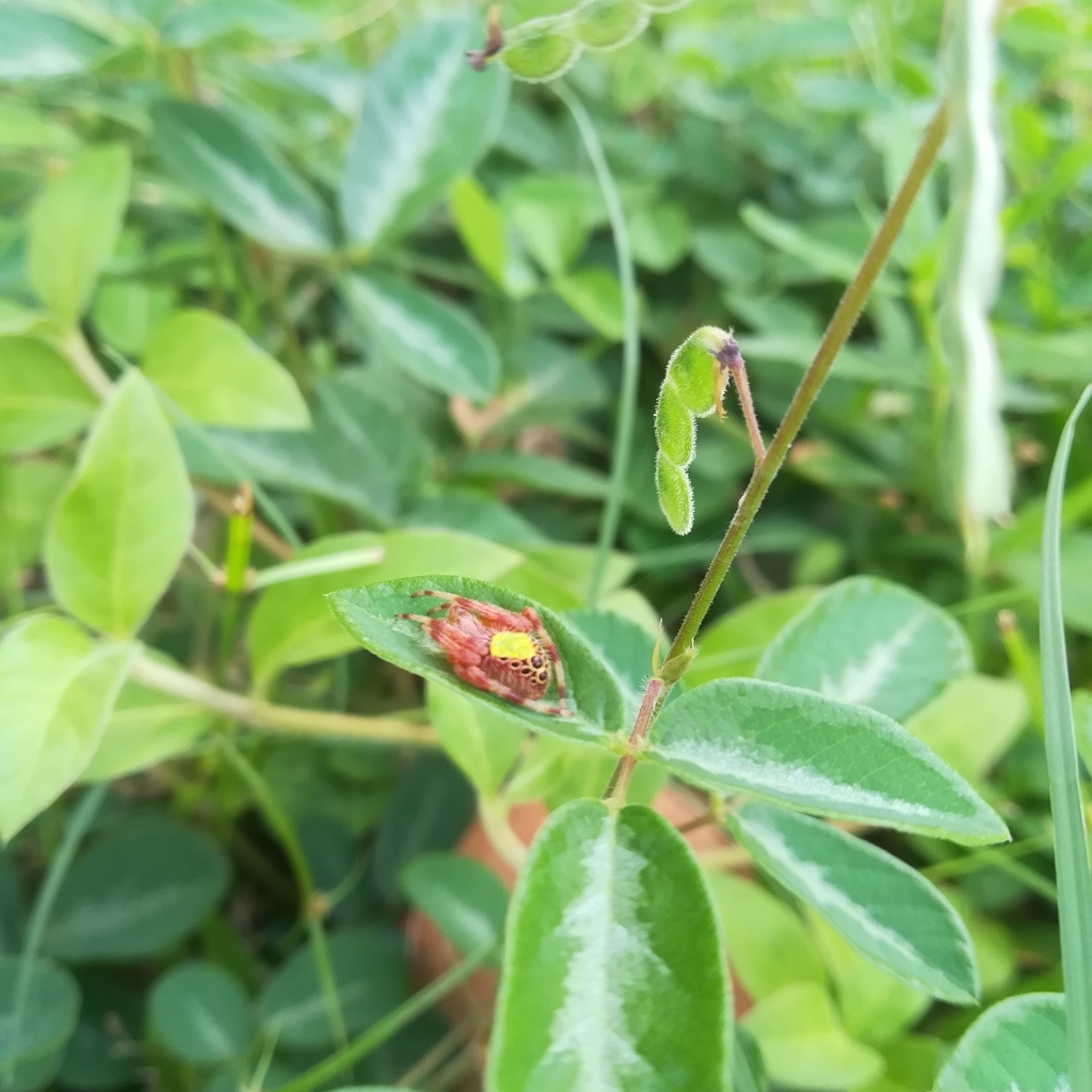 Tropical Orb Weaver