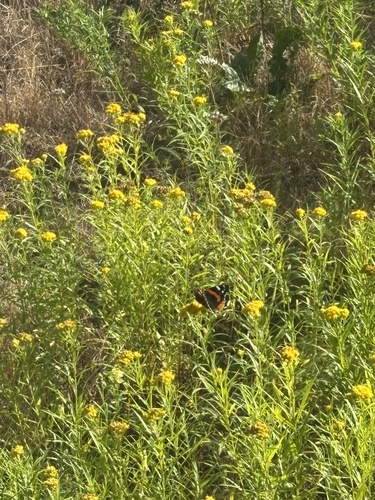 Red Admiral