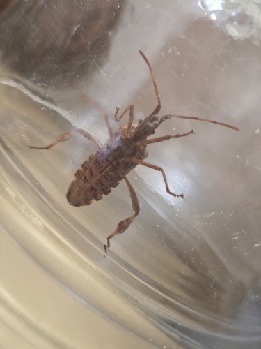 Western Conifer Seed Bug