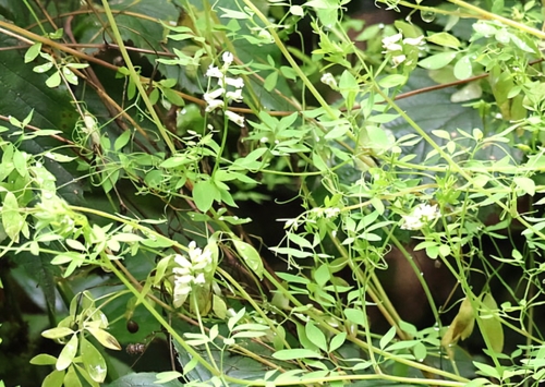 Ceratocapnos claviculata