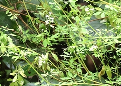 Ceratocapnos claviculata