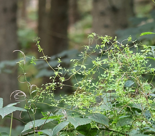 Ceratocapnos claviculata, photograph 1