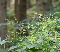 Ceratocapnos claviculata, photograph (c) ikelman, some rights reserved (CC BY)