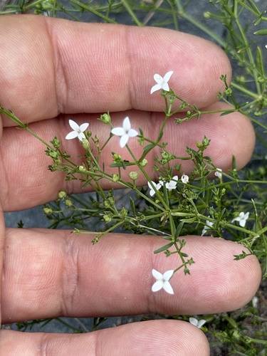 Stenaria nigricans, photograph 2