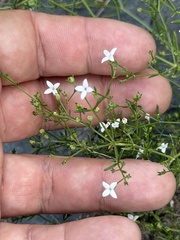 (c) Ian McFaul, some rights reserved (CC BY) Stenaria nigricans, photograph (c) Ian McFaul, some rights reserved (CC BY)