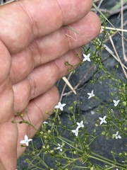 (c) Ian McFaul, some rights reserved (CC BY) Stenaria nigricans, photograph (c) Ian McFaul, some rights reserved (CC BY)