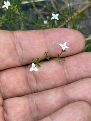 (c) Ian McFaul, some rights reserved (CC BY) Stenaria nigricans, photograph (c) Ian McFaul, some rights reserved (CC BY)