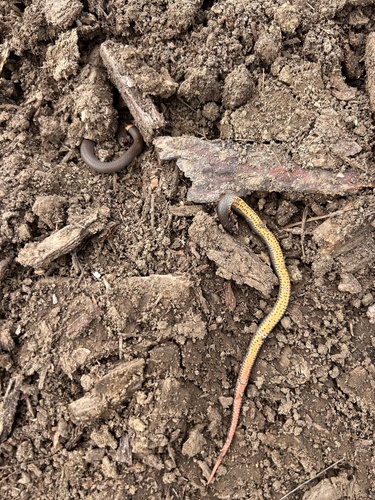 Ring-necked Snake