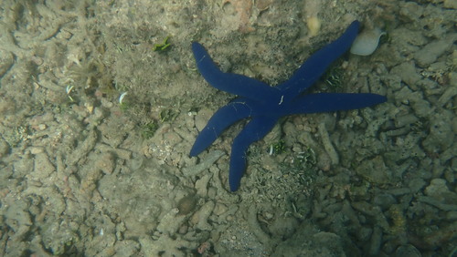 Blue Linckia