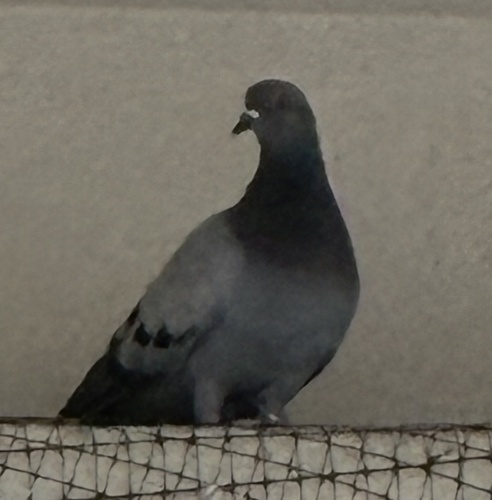 Feral Pigeon