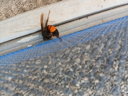 Lesser Banded Hornet