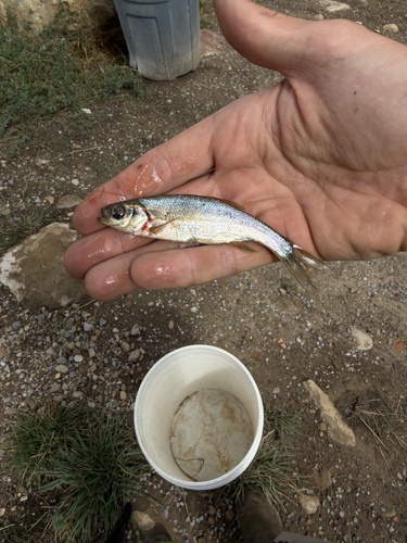 Redside Shiner
