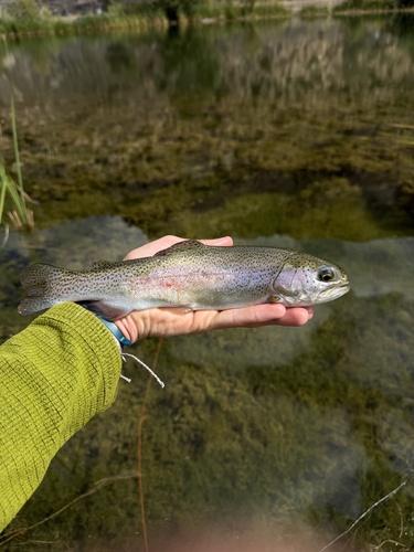 Rainbow Trout