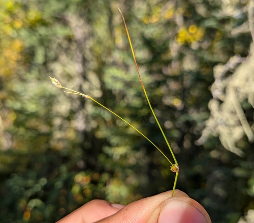 Carex trisperma observed 2026-09-17