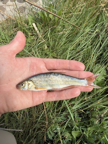 Utah Chub