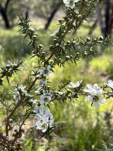 Leptospermum continentale, photograph 6