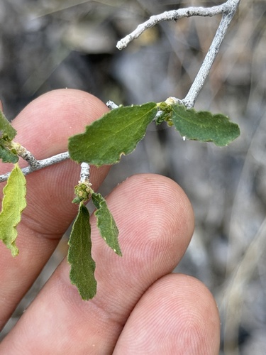 desert myrtlecroton