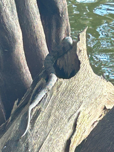 Diamondback Watersnake