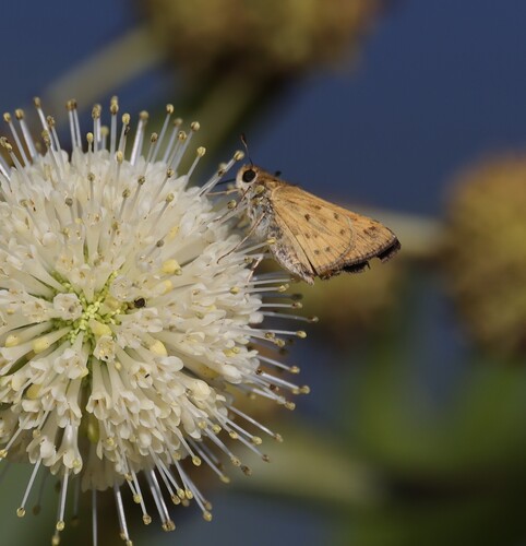 Fiery Skipper