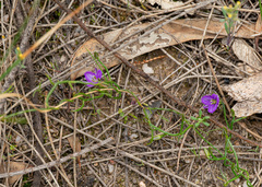 Thysanotus patersonii, photograph (c) Carmon, some rights reserved (CC BY-SA)