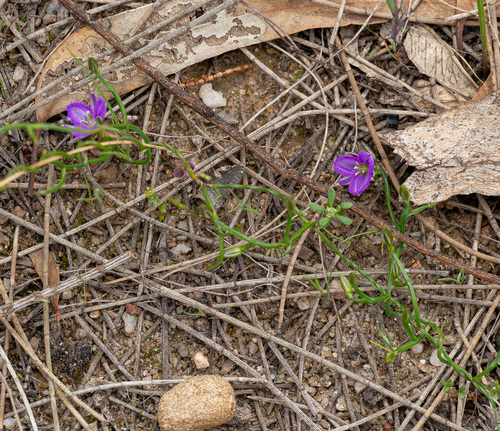 Thysanotus patersonii, photograph 5