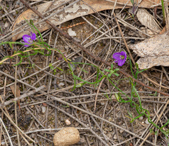 Thysanotus patersonii, photograph (c) Carmon, some rights reserved (CC BY-SA)