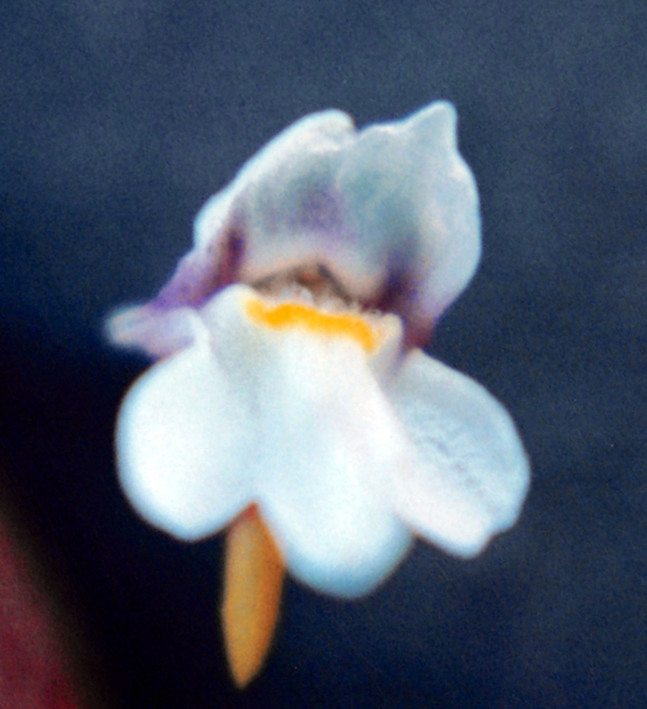 Mirabiles