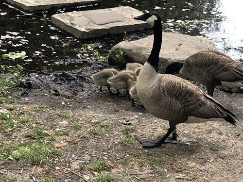 Canada Goose photographed in Massachusetts