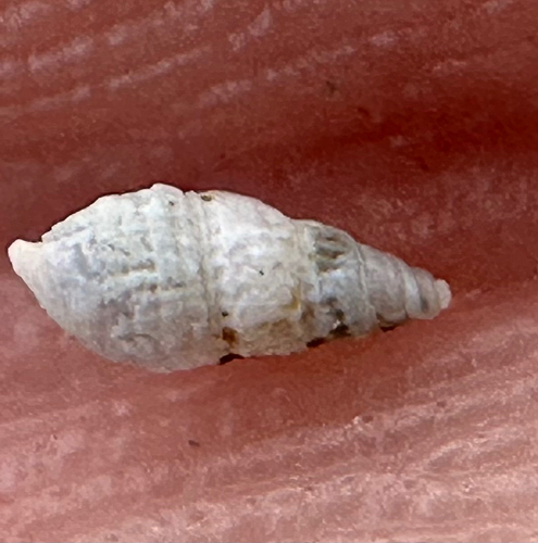 Half-smooth Odostome