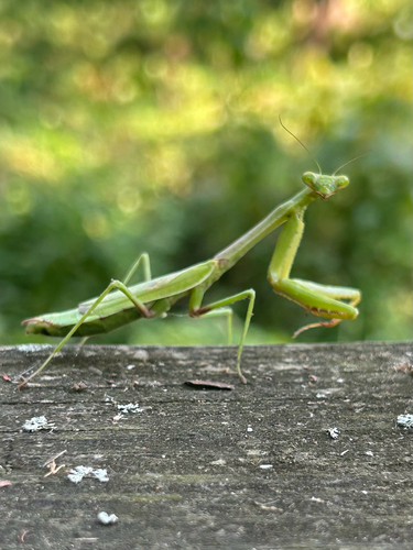 Carolina Mantis