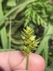 Carex austrina