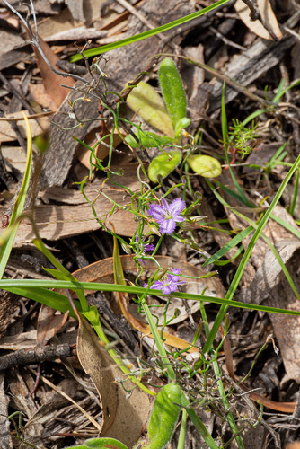 Thysanotus patersonii, photograph 4